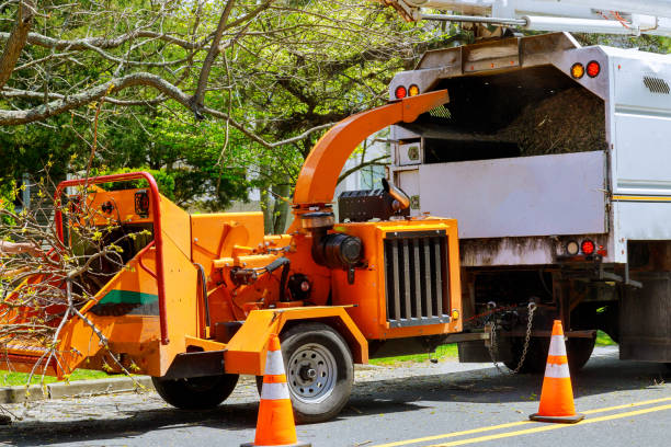 Large Tree Removal in Bethel Manor, VA